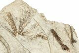 Fossil Leaf (Ginkgo sp, Fagus sp) Plate - McAbee, BC #226073-1